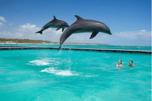 Golfinhos – Swim Adventure