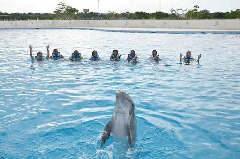 Golfinhos – Royal Swim